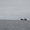 whales