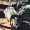 Wombat