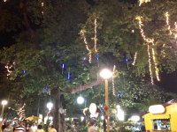 Christmas decorations in the trees
