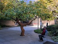 Bill contemplating the Sylvan Woodrush tree