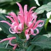 Flower at Santa Leticia