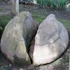 this one was damaged before we got there.  Three potbelly monuments were found resting on a large terrace in Santa Leticia in El Salvador, a site near Chalchuapa consisting of various mounds and platforms. These monuments were large and especially obese.