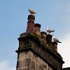 UKBathSeagulls  Chimney and seaguls