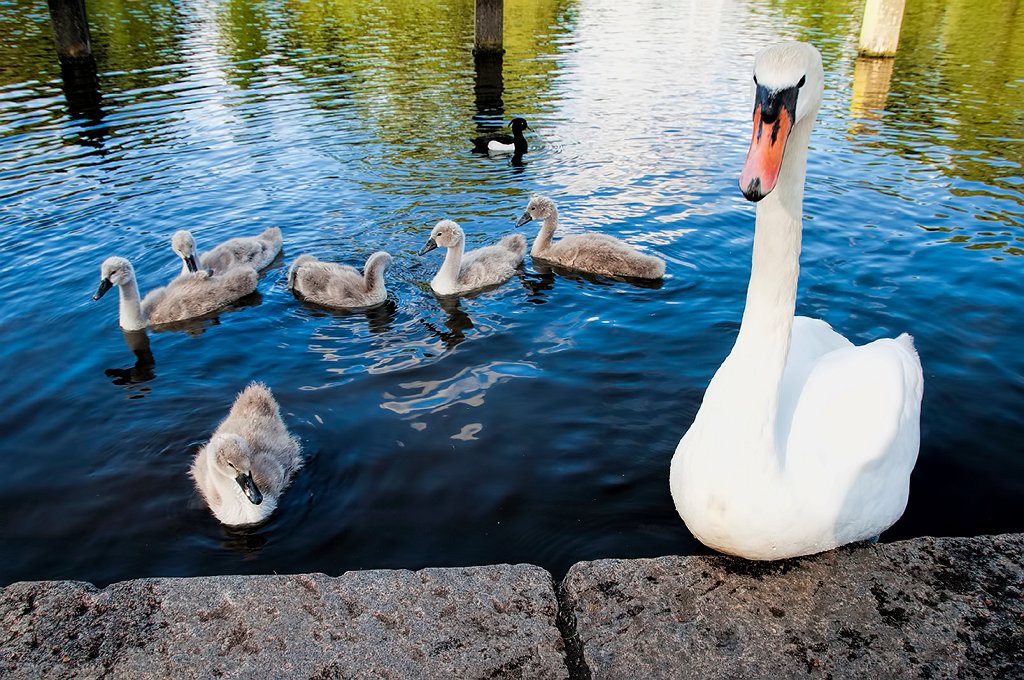 UKLONHydeParkTheSerpentine3