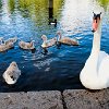 UKLONHydeParkTheSerpentine3