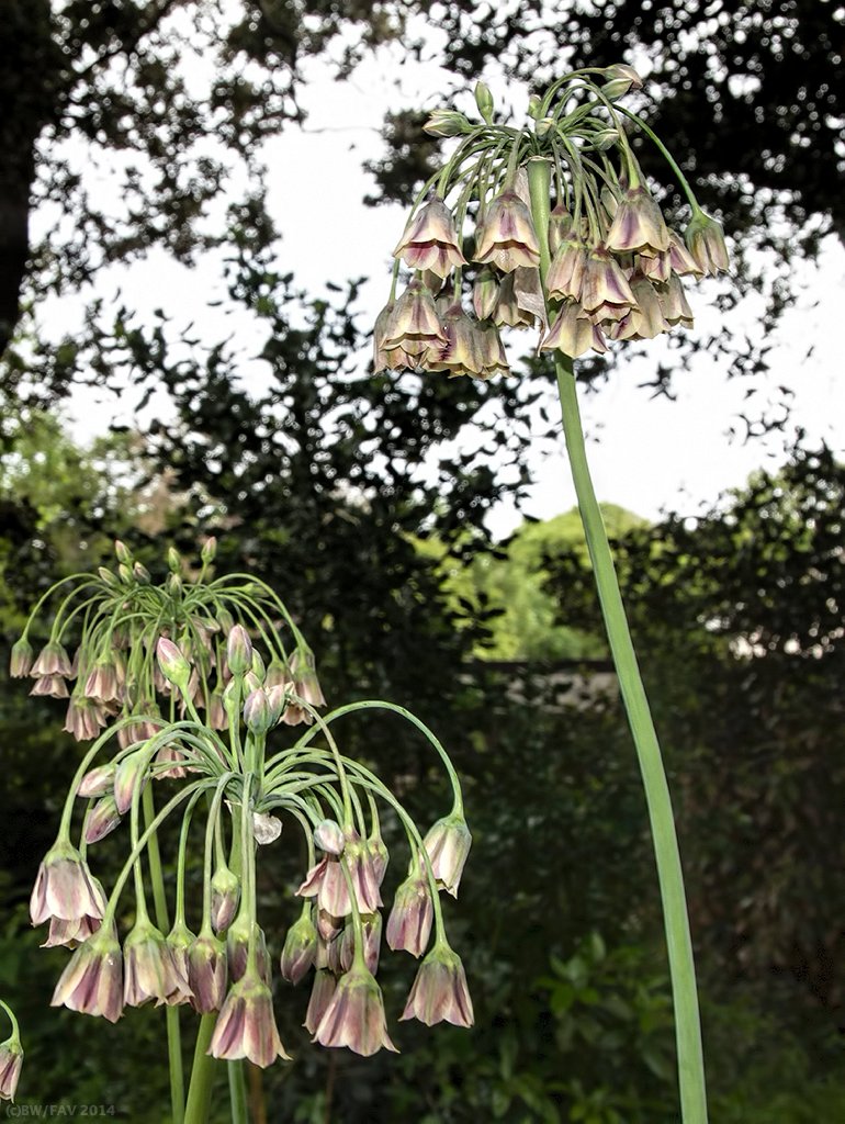 UKPENPenleeHouseGardens3