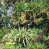 UKPENPenleeHouseGardens2