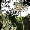 UKPENPenleeHouseGardens3