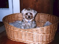 Pepito