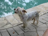 Pepito loved to swim in the pool