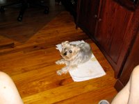 Pepito 2