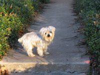 Pepito on sidewalk