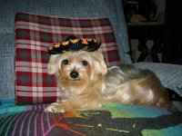 Pepito sombrero1a