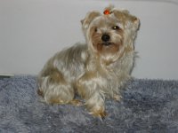 Pepito with mono