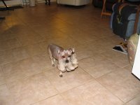 With his summer haircut and toy