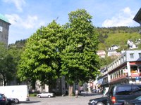 Chestnut trees in bloom
