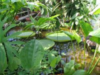 lily pads