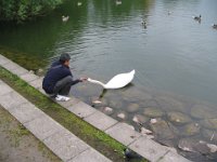 when swan's attack
