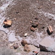 petrified wood scattered on the ground