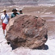 a giant petrified tree, with Keith, Egidio and Francisco