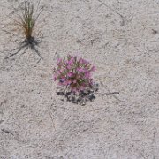 sparse, but beautiful life exists here