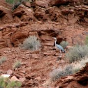 blue heron