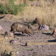 wild javilina, one of a family of four crossing our path