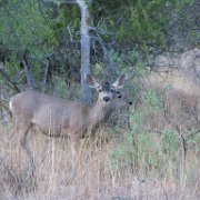 wild deer roam the area