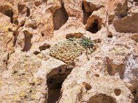 determined cactus