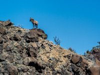 Bighorn Sheep were reintroduced to the tribal lands