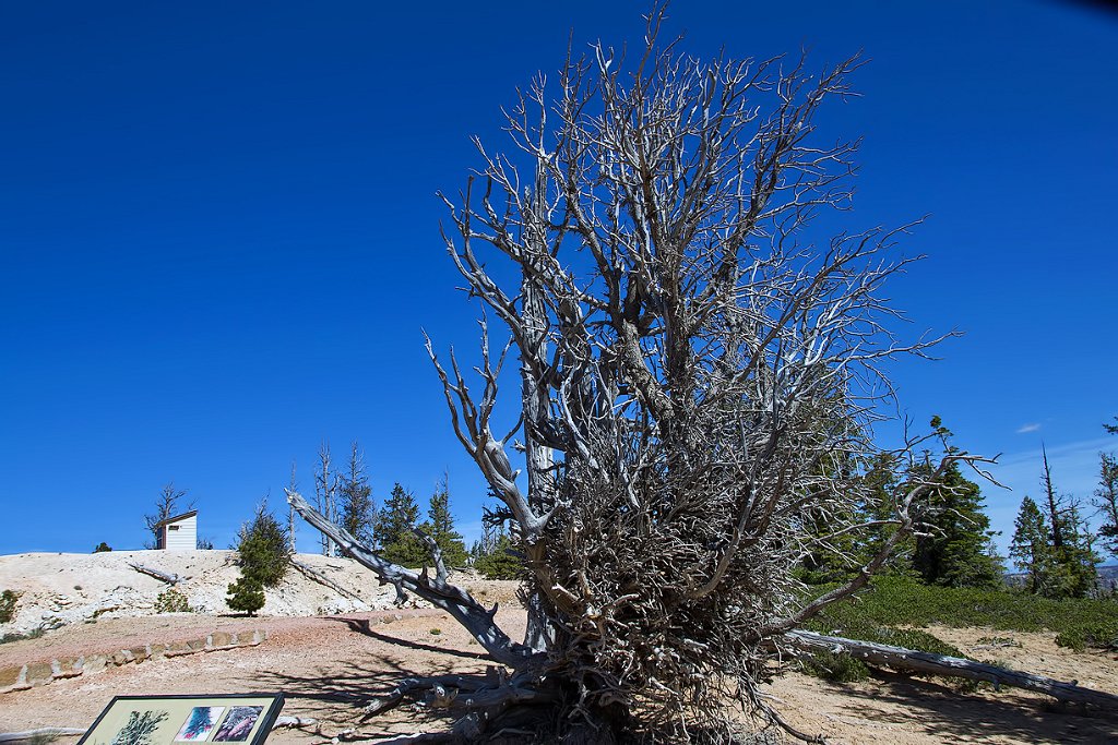 UTBryceCanyonBristleCone