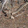 IMG 6756  snake