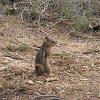 IMG 6801  ground squirrel/chipmunk