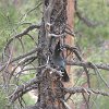 IMG 6803  bird