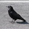 IMG 6871  Raven
