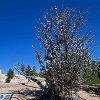 UTBryceCanyonBristleCone  Bristlecone, 1200 yrs old