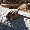 UTBryceCanyonSquirril