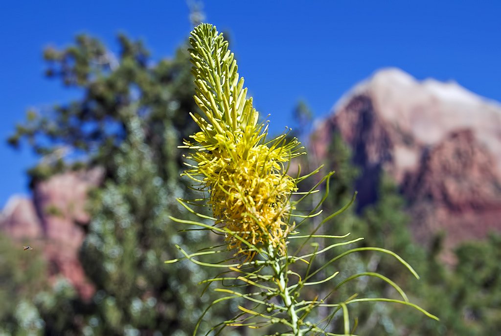 UTZionNatlParkWtchmanTrlWildflower