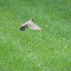 IMG 7025