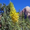 UTZionNatlParkWtchmanTrlWildflower