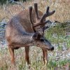 UTZionNtlParkMuleDeer
