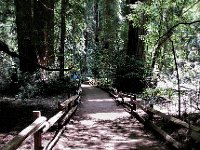 MuirWoods