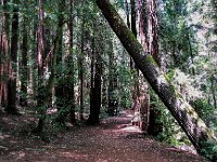 MuirWoods2