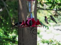 BlueButterflyInnPatio2