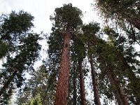 CAYO 062313 1411  Mariposa Grove of Giant Sequoias