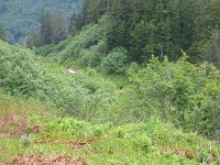 22Black Bear.sized