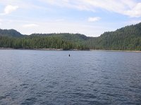 8Orca.sized