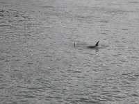 6Orcas3.sized